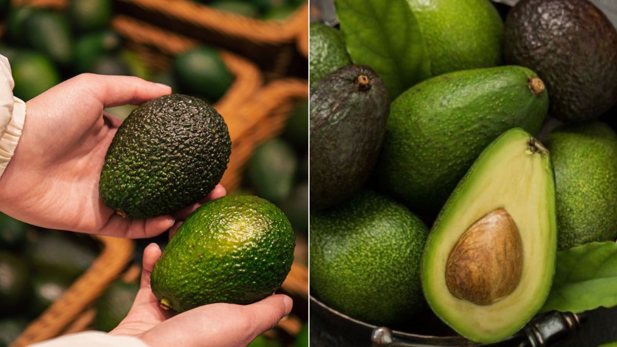 ¿Cómo elegir el mejor aguacate? Expertos explican si es mejor más verde o más amarillo ¿Cómo elegir el mejor aguacate? Expertos explican si es mejor más verde o más amarillo