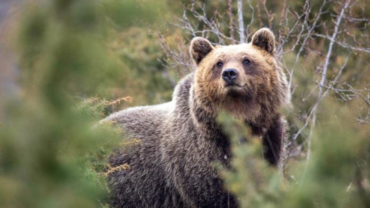 ¿Interacción con los humanos ha hecho a los osos italianos menos agresivos?, esto es lo que dice un nuevo estudio ¿Interacción con los humanos ha hecho a los osos italianos menos agresivos?, esto es lo que dice un nuevo estudio