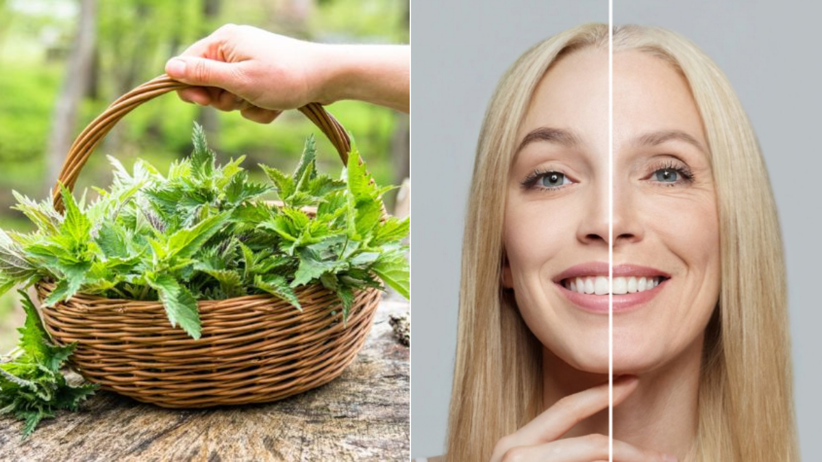 ¿Para qué sirve la ortiga? Propiedades y beneficios de la planta de la 'eterna juventud' ¿Para qué sirve la ortiga? Propiedades y beneficios de la planta de la 'eterna juventud'