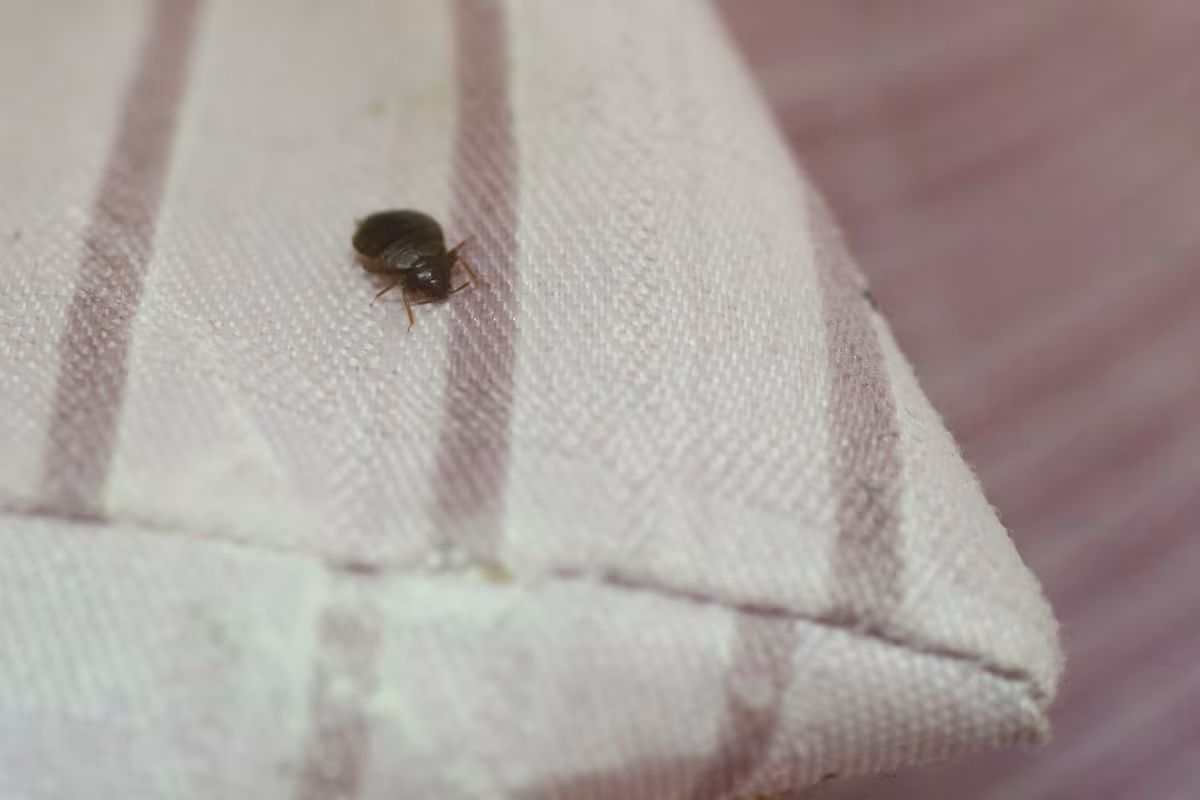 ¿Por qué las chinches pican varias veces seguidas? EL PAÍS