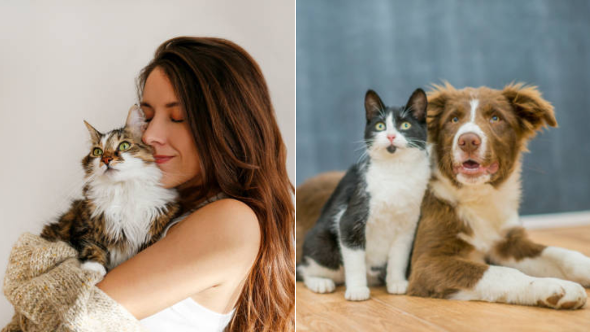 ¿Por qué las mascotas se convierten en la mejor compañía para enfrentar el dolor? ¿Por qué las mascotas se convierten en la mejor compañía para enfrentar el dolor?