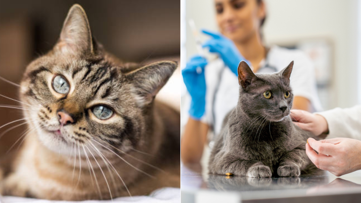 ¿Qué beneficios tiene esterilizar a los gatos tempranamente? Veterinaria explica cómo puede mejorar el comportamiento de su felino ¿Qué beneficios tiene esterilizar a los gatos tempranamente? Veterinaria explica cómo puede mejorar el comportamiento de su felino