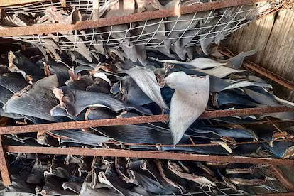 Sharks become easy prey for criminal groups Manabí, Ecuador