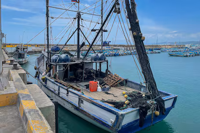 Sharks become easy prey for criminal groups Manabí, Ecuador