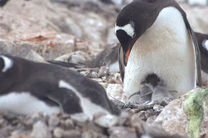 Penguins are bringing forward their breeding season due to warming temperatures Penguins are bringing forward their breeding season due to warming temperatures