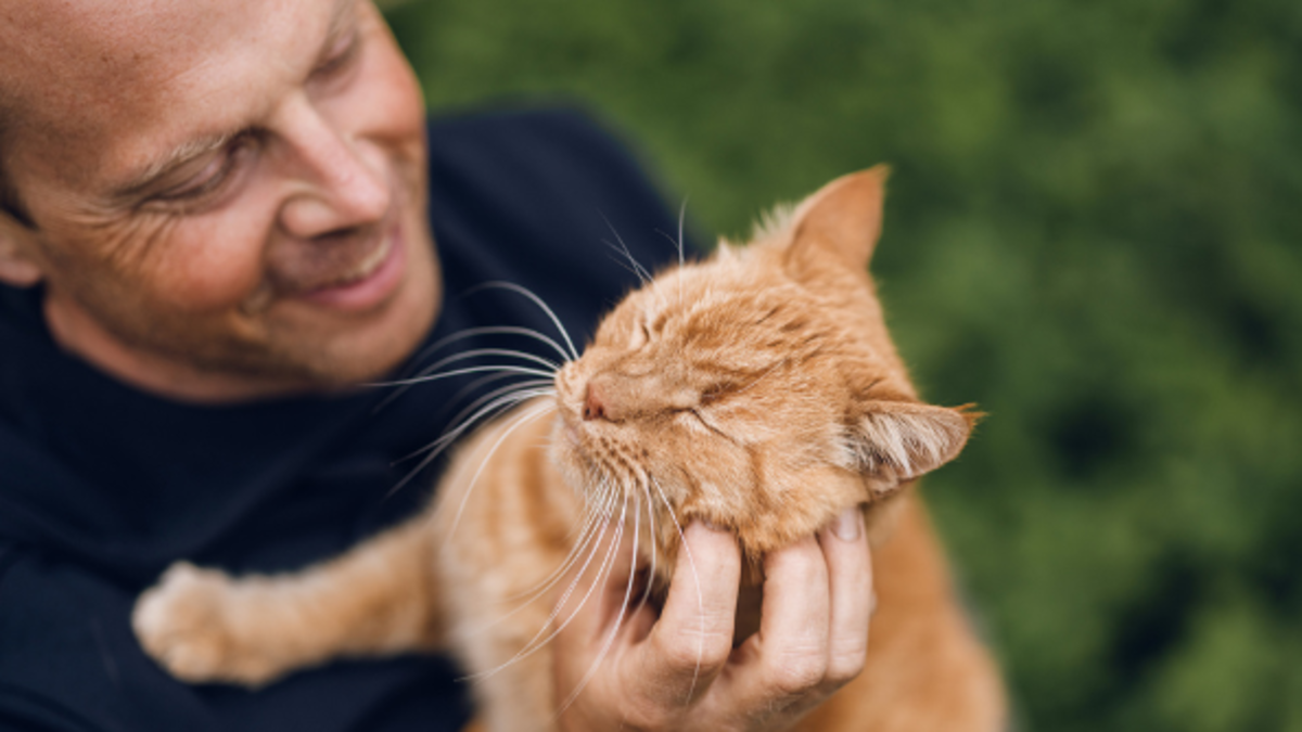 La caída del pelo en los gatos: causas, alertas y cómo controlarla en casa La caída del pelo en los gatos: causas, alertas y cómo controlarla en casa