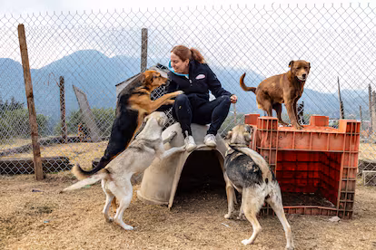 Se buscan 858 perros realojados por el Gobierno de Ciudad de México Se buscan 858 perros realojados por el Gobierno de Ciudad de México
