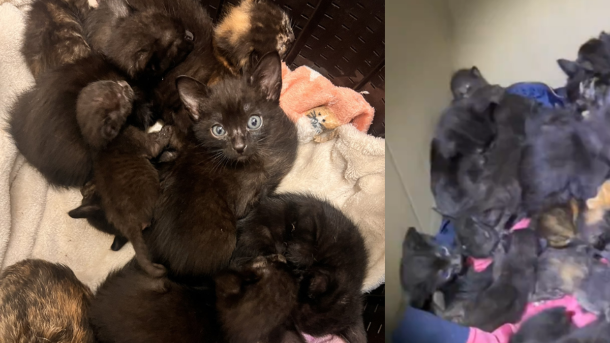 30 gatos bebés buscan hogar definitivo o de paso tras ser rescatados en Bogotá 30 gatos bebés buscan hogar definitivo o de paso tras ser rescatados en Bogotá