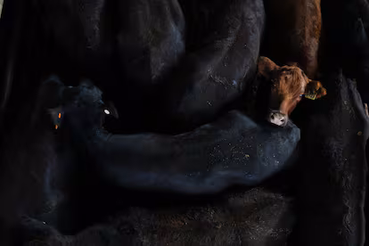 La carne, en el centro de las disputas del acuerdo UE-Mercosur La carne, en el centro de las disputas del acuerdo UE-Mercosur