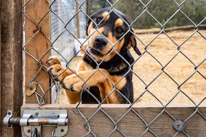 Se buscan 858 perros realojados por el Gobierno de Ciudad de México Se buscan 858 perros realojados por el Gobierno de Ciudad de México
