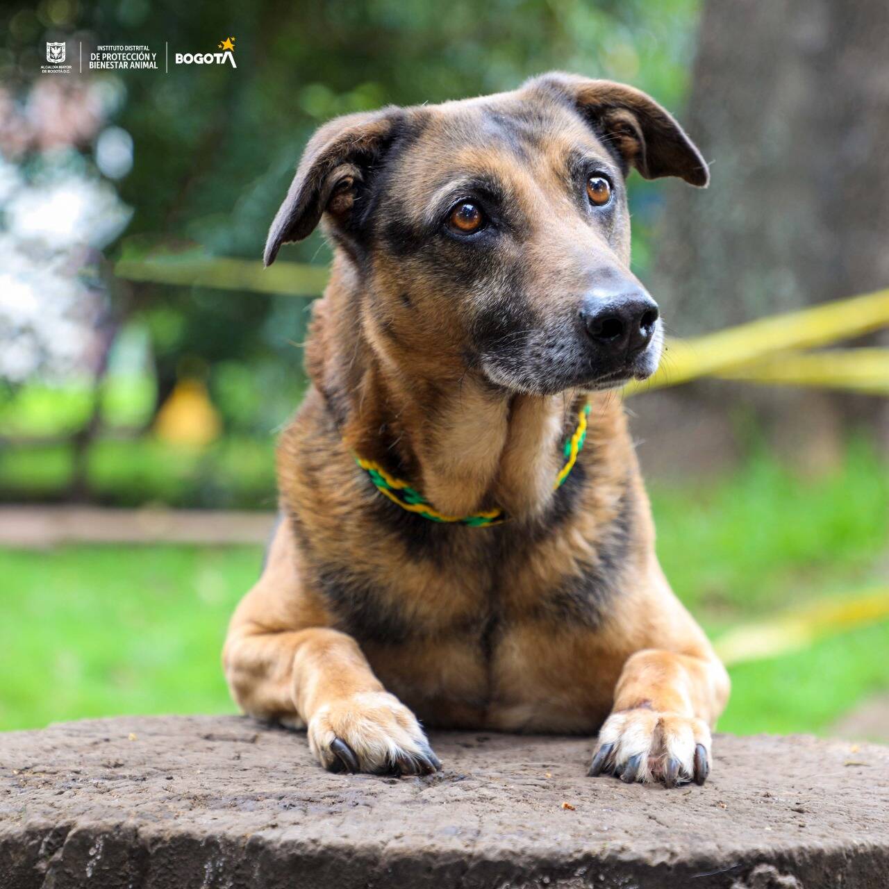 ¿Se puede pedir la licencia de luto remunerada por la muerte de una mascota? Esto dice la ley colombiana Las jornadas se realizarán todos los días de 10:00 a. m. a 03:00 p. m, en Bogotá.