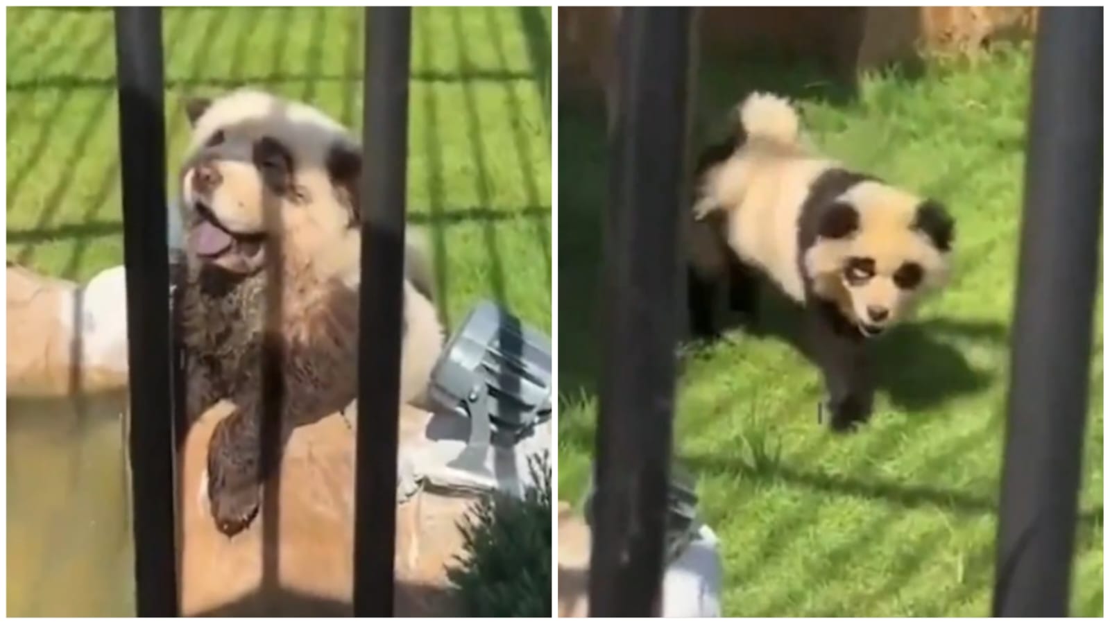 Video | Los pandas que juegan en plena tormenta de nieve y causan sensación en redes en EE.UU. Los perros son de raza Chow Chow