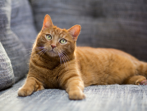 30 gatos bebés buscan hogar definitivo o de paso tras ser rescatados en Bogotá Gatos