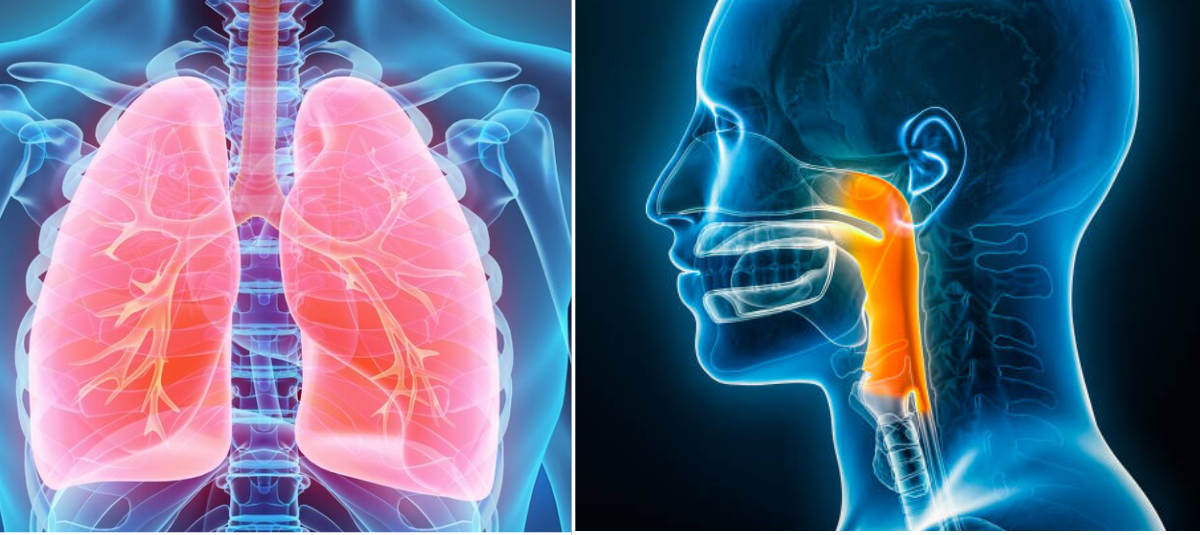 Científicos crean un pulmón 'vivo' en miniatura para estudiar la tuberculosis desde sus primeras fases En solo 7 pasos: esta es la sencilla prueba que permite conocer la edad de los pulmones en casa, ¿qué tan saludables están los suyos?