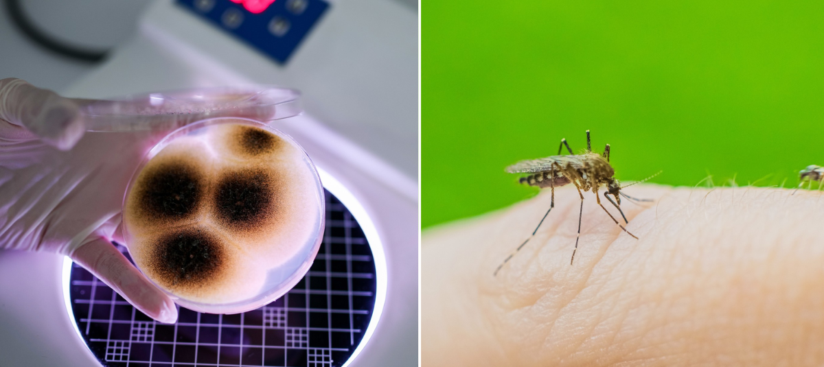 ¿Por qué aparece el 'mosquito de ducha' y cómo eliminarlo? Científicos crean un hongo con aroma floral que engaña y mata a los mosquitos que transmiten el dengue, la malaria y el Zika