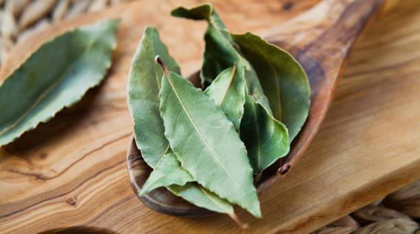 ¿Qué significa poner un cactus en el balcón, según el Feng Shui? Laurel