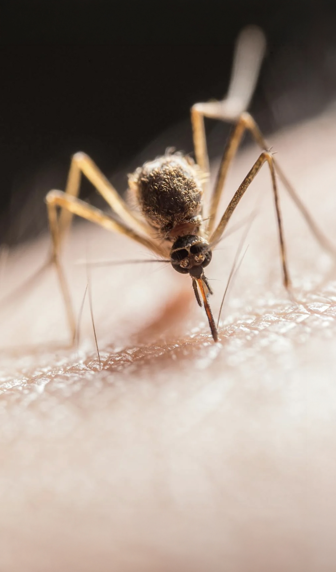 Nipah, el virus que preocupa a la India y que tiene en alerta a Asia: estos son los focos de riesgo en el mundo y todo lo que usted debe saber dengue