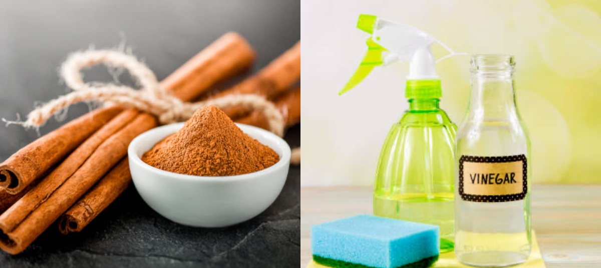 ¿La canela puede mejorar la memoria? Estos son sus beneficios y cómo tomarla a diario Vinagre y canela