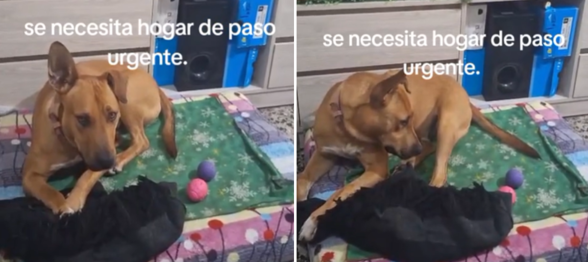 Perrito de 16 años con demencia canina conmueve en redes sociales al aferrarse a su rutina nocturna: 'Envejecer cuidado, comprendido y amado' Perrito