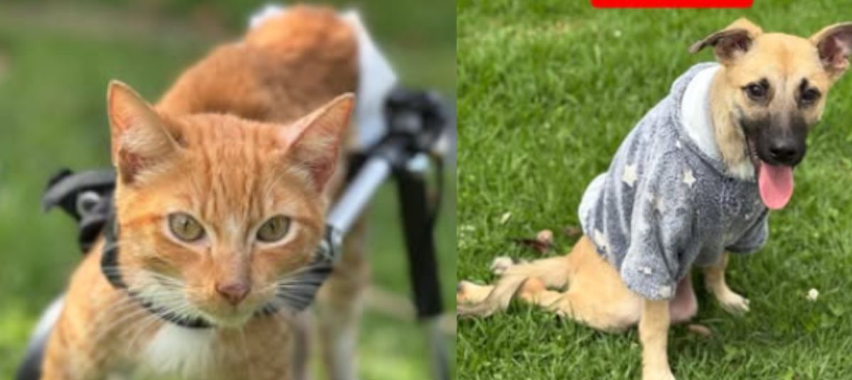 Perritos se convirtieron en personajes de ‘Stranger Things’ para ser adoptados Perros