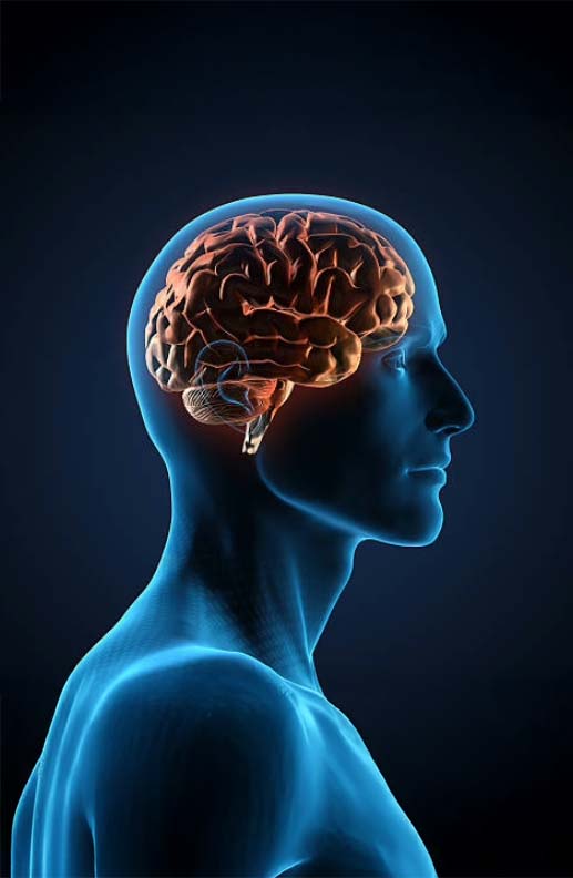 Cuatro neurólogos alertan sobre 11 señales del cerebro que nunca debe ignorar para detectar a tiempo enfermedades graves: 'Muchas cosas pueden fallar' cerebro