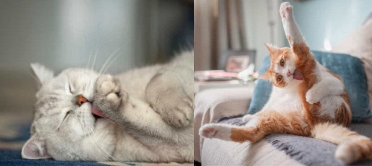 30 gatos bebés buscan hogar definitivo o de paso tras ser rescatados en Bogotá Su función principal es atacar ciertas bacterias