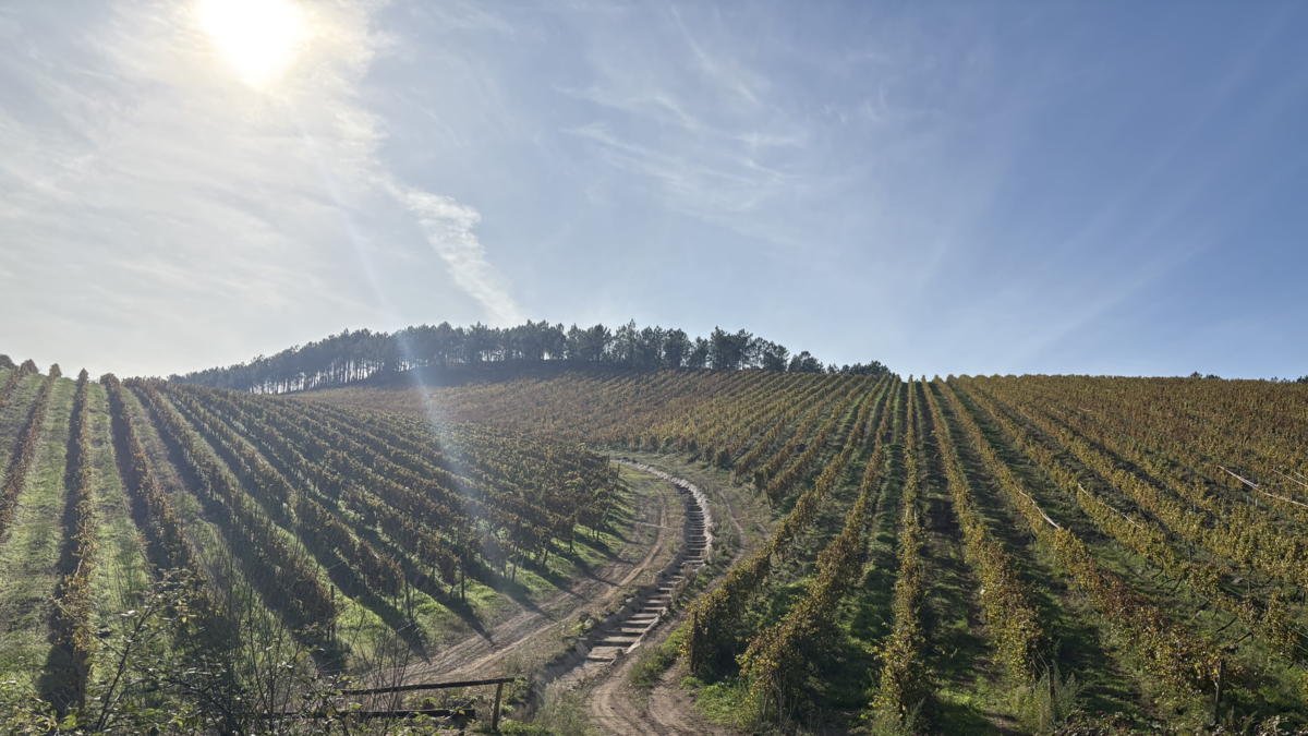 Vinos blancos, muchos vinos blancos, ¡las maravillas de Galicia! Vinos blancos, muchos vinos blancos, ¡las maravillas de Galicia!