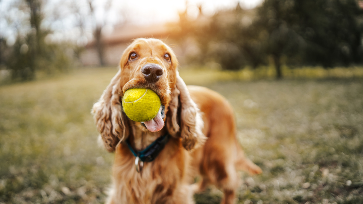 La guía para tener el primer perro en casa: Estos son los aspectos que debe considerar La guía para tener el primer perro en casa: Estos son los aspectos que debe considerar