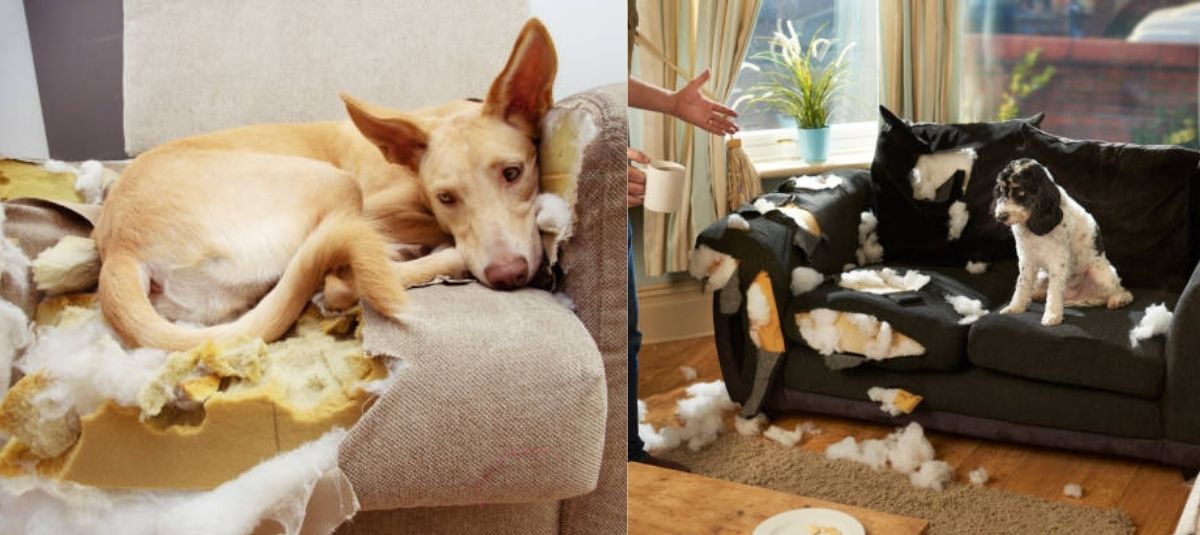 Perros capaces de oler el cáncer: un hallazgo abre esperanza contra uno de los tumores más mortales en canes mascotas