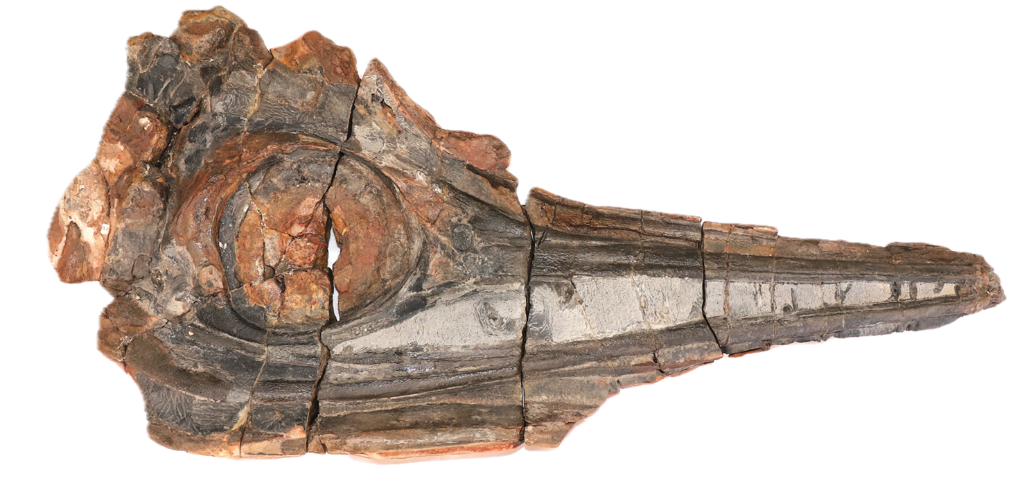 Hallan misterioso cargamento imperial a 1.500 metros en el mar: una cápsula del tiempo del siglo XVI Cráneo de ictiosaurio que preservó restos de piel.