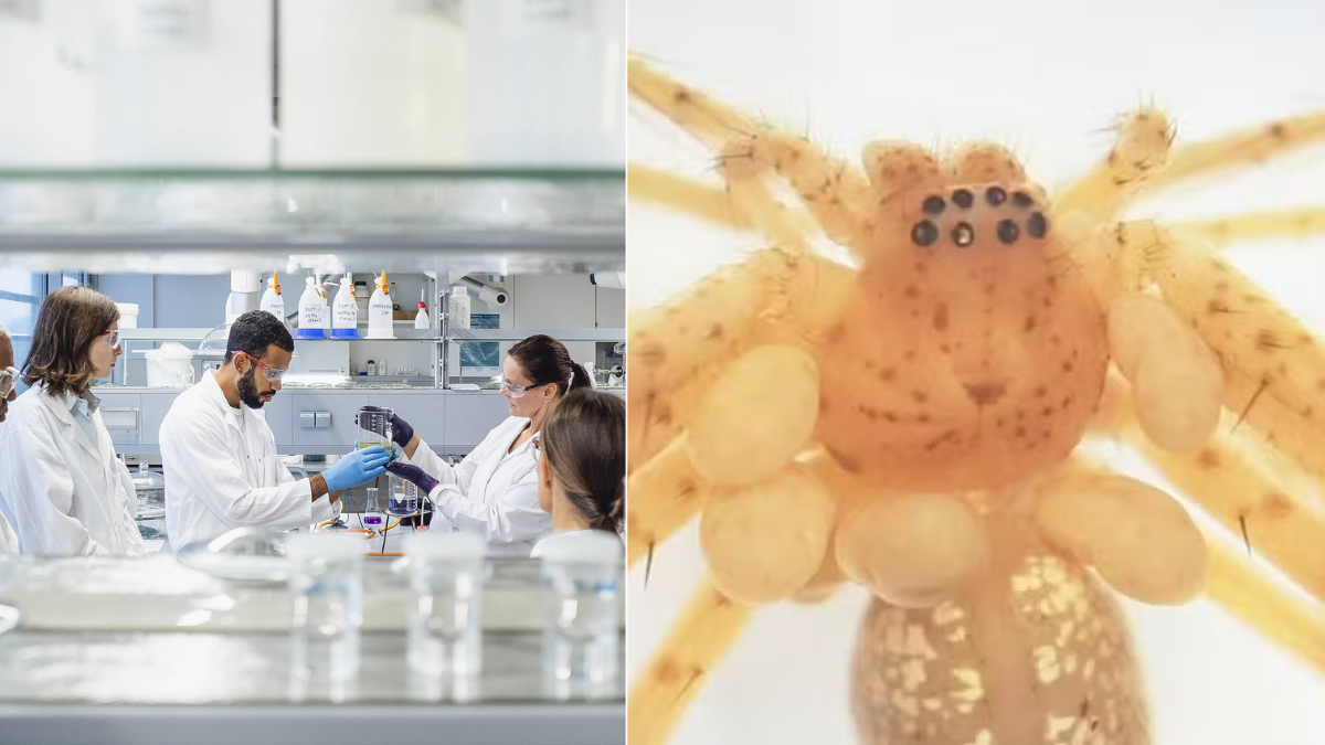 Hallan misterioso cargamento imperial a 1.500 metros en el mar: una cápsula del tiempo del siglo XVI Araña diminuta