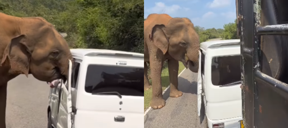¿Cómo es el túnel más largo del mundo? Así es la obra internacional que cruza una cordillera Elefante