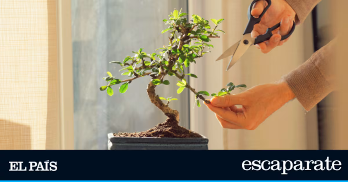 A los que quieran cultivar un bonsái como propósito de año les hace falta este kit definitivo A los que quieran cultivar un bonsái como propósito de año les hace falta este kit definitivo