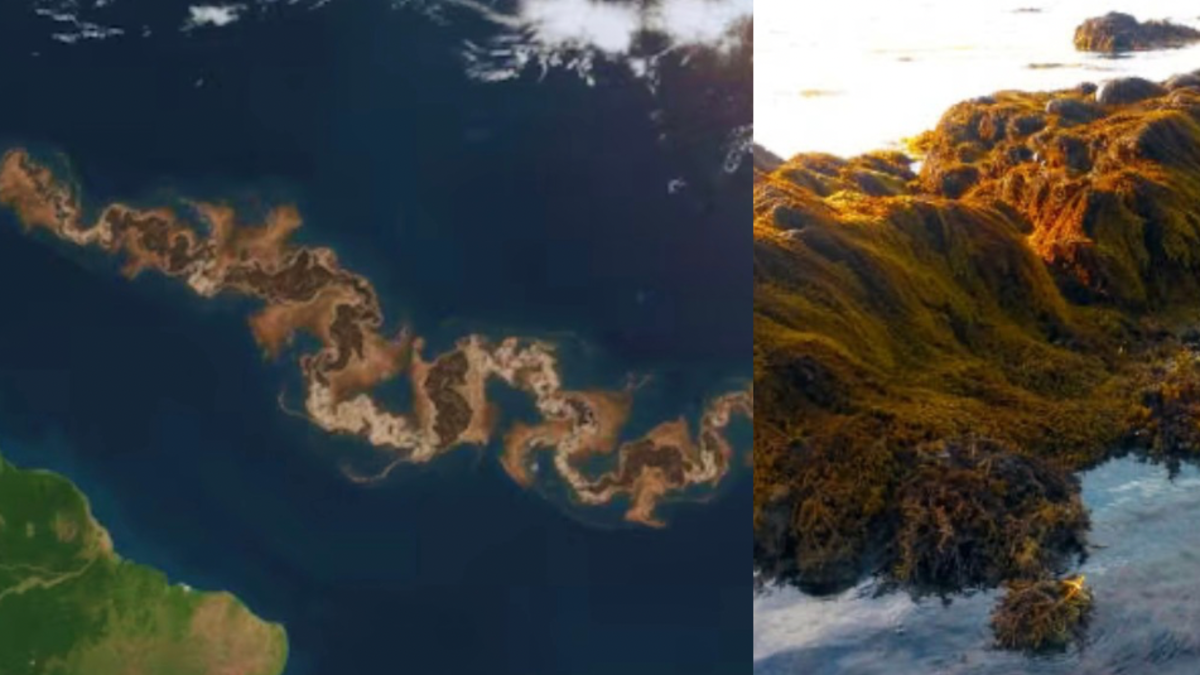 Apareció una franja marrón entre el océano Atlántico y África: ¿de qué se trata? Apareció una franja marrón entre el océano Atlántico y África: ¿de qué se trata?