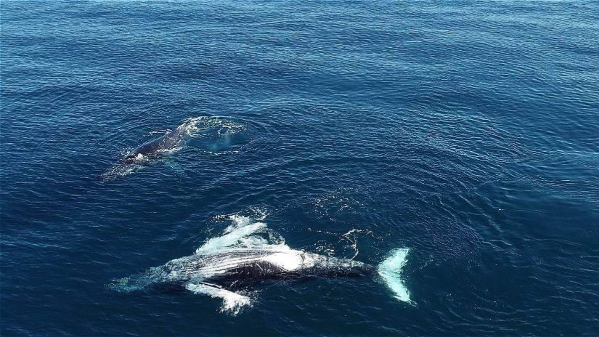Chile, el país con mayor registro de choques letales de ballenas con embarcaciones, un fenómeno que crece Chile, el país con mayor registro de choques letales de ballenas con embarcaciones, un fenómeno que crece