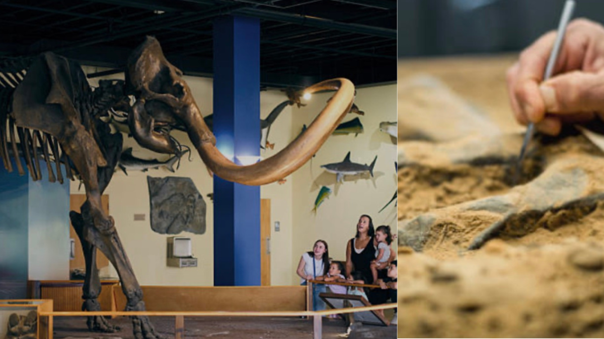 Científicos descubren que los fósiles de mamut encontrados a 400 kilómetros de la costa son en realidad de ballena Científicos descubren que los fósiles de mamut encontrados a 400 kilómetros de la costa son en realidad de ballena