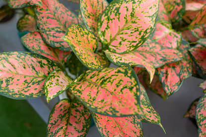 Aglaonema: así es la planta de interior que resiste a cualquier desmán de su cuidador Aglaonema: así es la planta de interior que resiste a cualquier desmán de su cuidador