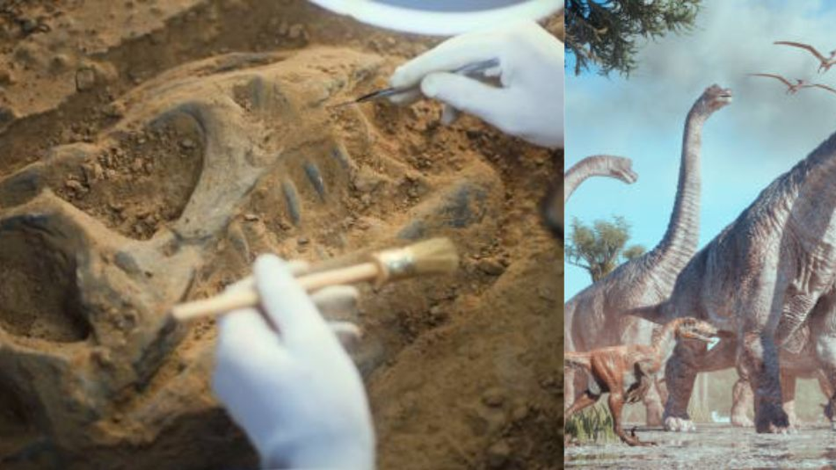 Descubren en China colosal dinosaurio de 28 metros de altura: así midieron su gran tamaño Descubren en China colosal dinosaurio de 28 metros de altura: así midieron su gran tamaño