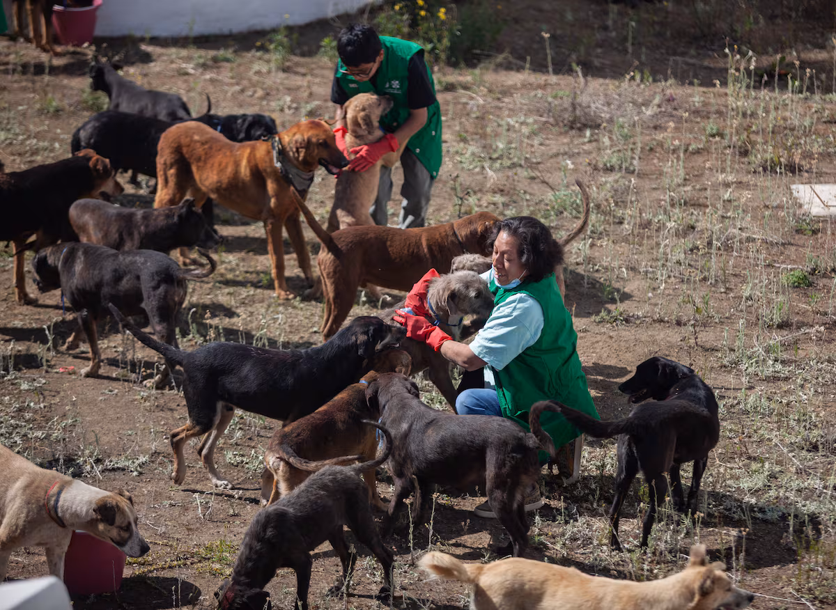El desalojo de más de 900 perros y gatos enfrenta al Refugio Franciscano y al Gobierno de Ciudad de México por un predio en Cuajimalpa EL PAÍS