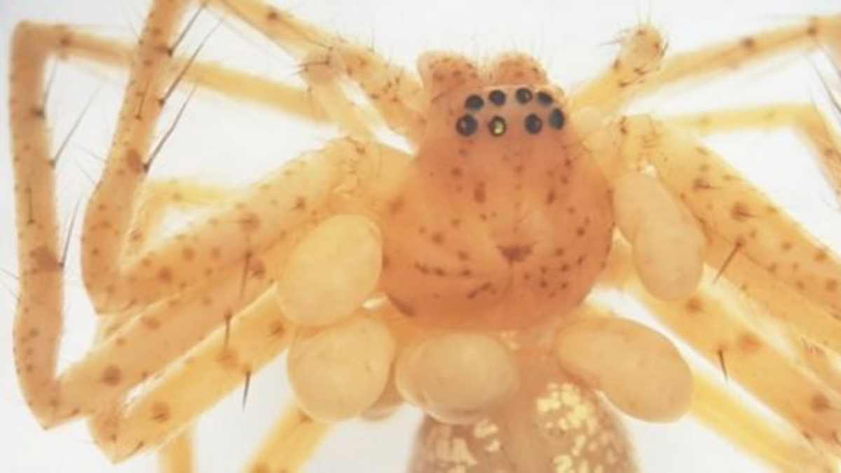 El diminuto parásito que pasó años oculto en un museo y amplía el mapa de los ácaros en Brasil El diminuto parásito que pasó años oculto en un museo y amplía el mapa de los ácaros en Brasil