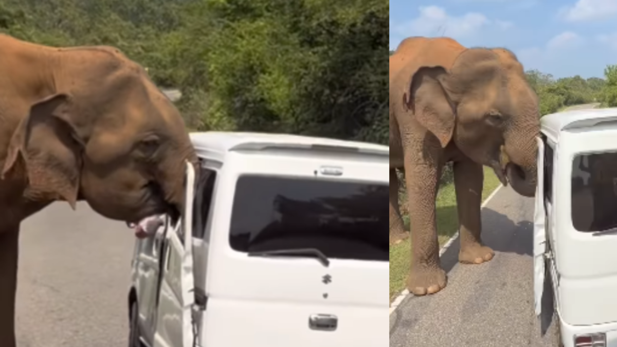 En video quedó registrado el momento exacto en el que un elefante destruyó un vehículo de turistas durante safari en Sri Lanka En video quedó registrado el momento exacto en el que un elefante destruyó un vehículo de turistas durante safari en Sri Lanka