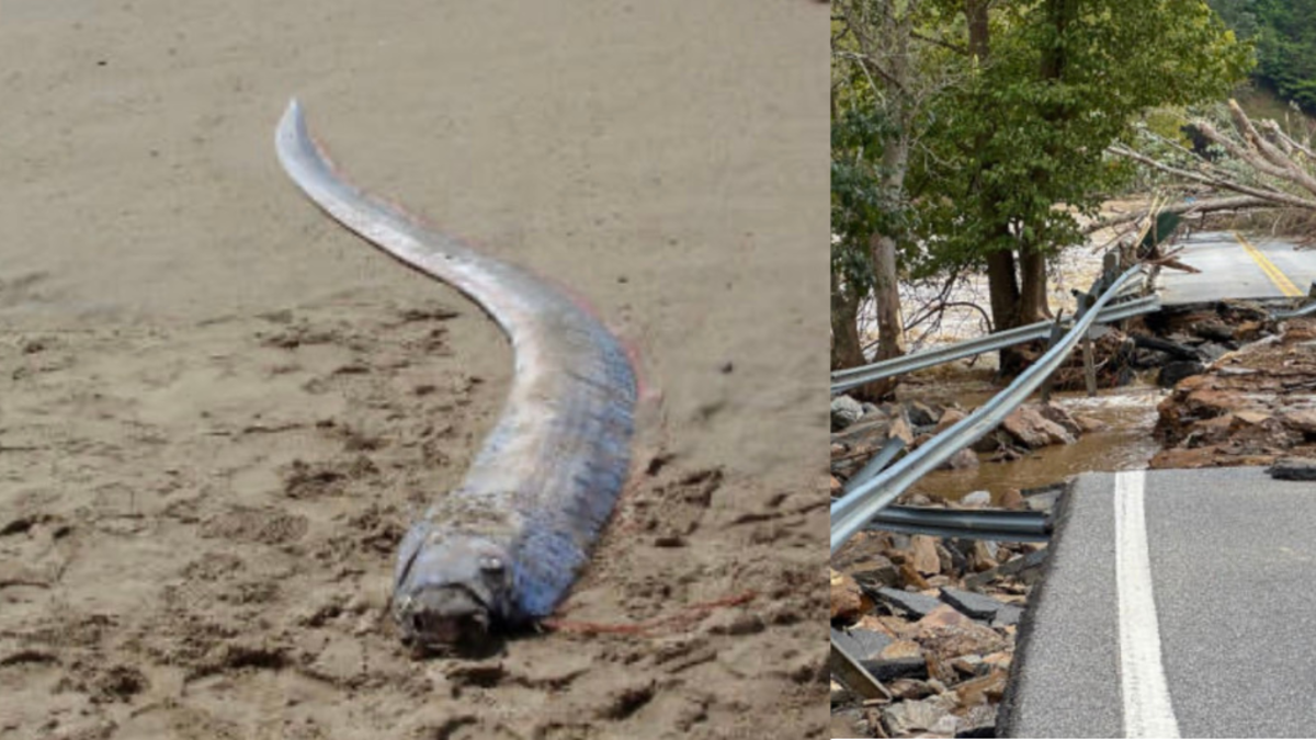 Encontraron el pez del 'fin del mundo' en el estado de Nayarit en México: lo relacionan con desastres naturales Encontraron el pez del 'fin del mundo' en el estado de Nayarit en México: lo relacionan con desastres naturales