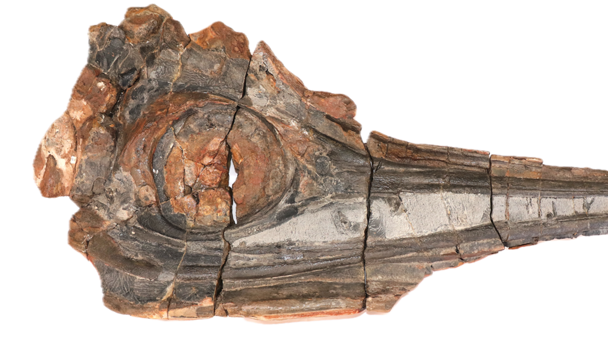 Hallan piel fósil de un réptil marino en Colombia: un descubrimiento excepcional de tejidos blandos que sobrevivieron 120 millones de años Hallan piel fósil de un réptil marino en Colombia: un descubrimiento excepcional de tejidos blandos que sobrevivieron 120 millones de años