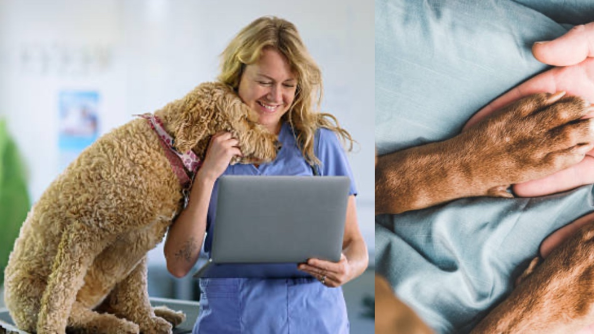 Italia paga por acariciar mascotas: ¿cómo aplicar al empleo que cuida el bienestar animal? Italia paga por acariciar mascotas: ¿cómo aplicar al empleo que cuida el bienestar animal?
