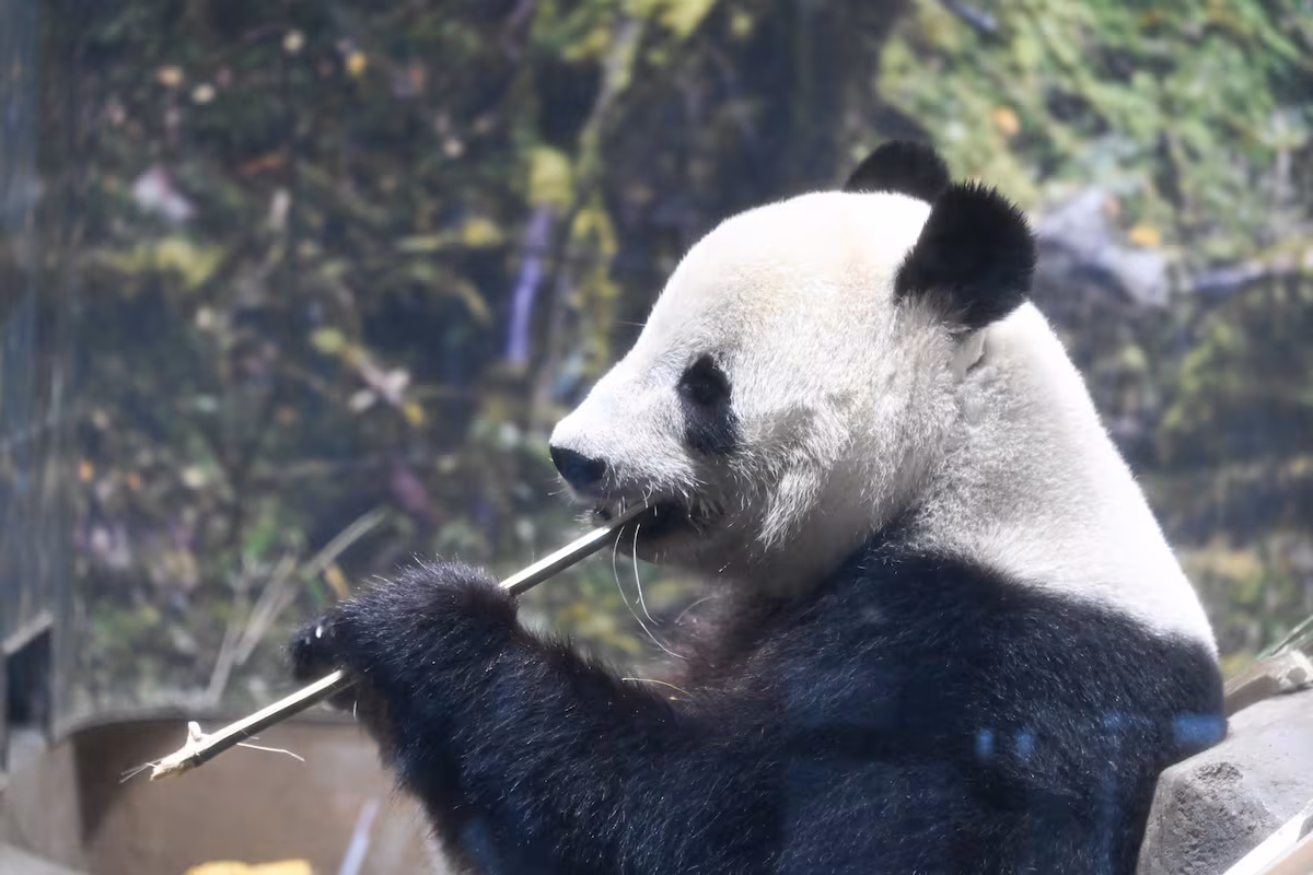 Japón despide a sus pandas en plena tensión diplomática con China EL PAÍS