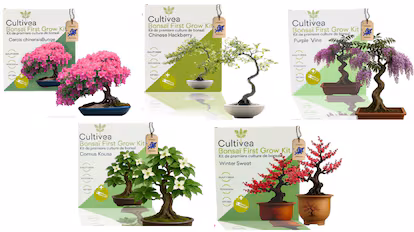 A los que quieran cultivar un bonsái como propósito de año les hace falta este kit definitivo Este kit para cultivar bonsáis ofrece seis semillas diferentes.