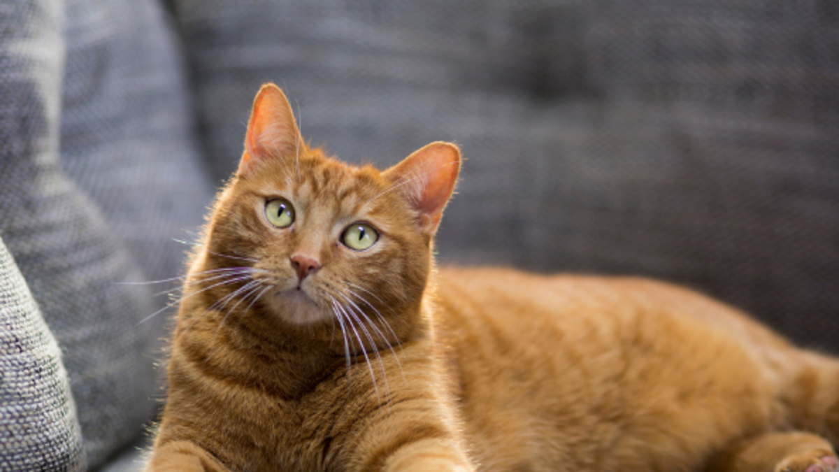 La piel no miente: la salud de perros y gatos se refleja en su pelo La piel no miente: la salud de perros y gatos se refleja en su pelo