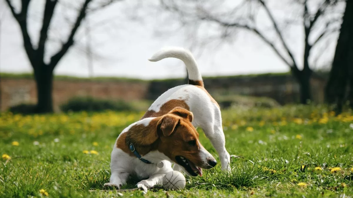 La piel no miente: la salud de perros y gatos se refleja en su pelo La piel no miente: la salud de perros y gatos se refleja en su pelo