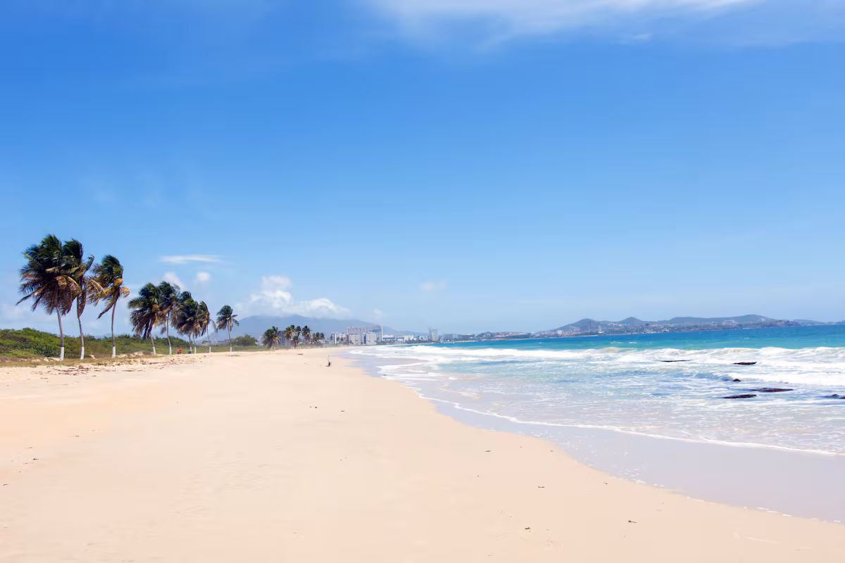 Los buitres de Isla Margarita EL PAÍS