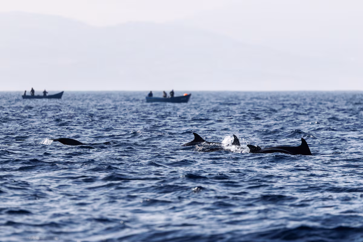 Más delfines habitan y crían en la Costa Brava, conviven con la pesca de arrastre y se alimentan en sus redes sin causar daños EL PAÍS